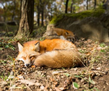 rudy lis zwinięty w  kłębek na trawie